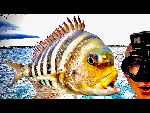CRAZY *SHEEPSHEAD* Catch, Clean and Cook (BlueGabe Style)