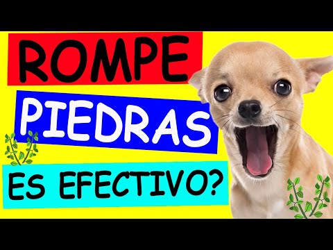 Stonebreaker for Dogs: A Natural Solution for Kidney Stones