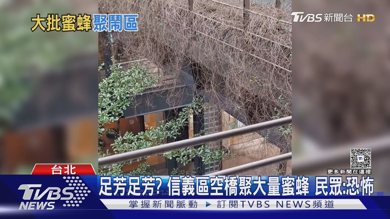 足芳足芳?信義區空橋突聚大量蜜蜂 民眾:恐怖