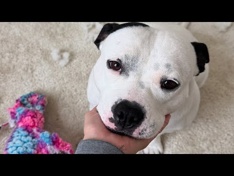 Shy dog has hilarious zoomies - YouTube