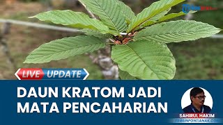 Jualan Daun Kratom Bisa Penuhi Kebutuhan Hidup Rumah Tangga di Kapuas Hulu, Dijual Rp 5 Ribu