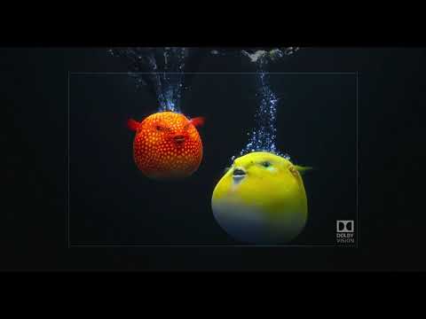 Pufferfish - A Dolby ATMOS Demonstration - 4K
