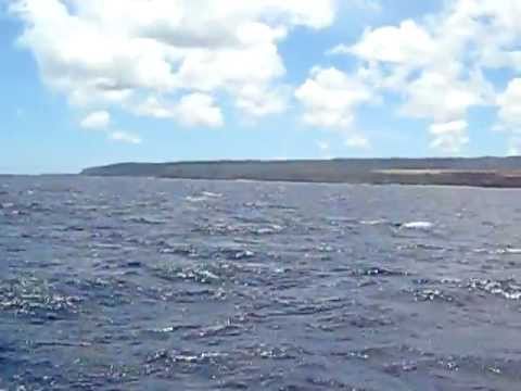 Hawaii shark encounters-escorted by dolphins