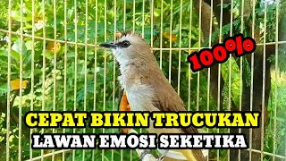 Download lagu Suara burung trucuk gacor memanggil lawan Pancingan trucuk betina memanggil jantan mp3