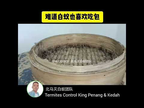难道白蚁也喜欢吃包