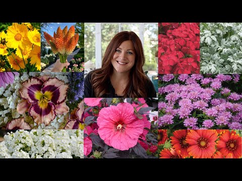 15 Stunning Perennial Flowers That Can Stand the Heat!