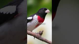 Download lagu Rose-Breasted Grosbeak Bird Song | Rose-Breasted Grosbeak Call mp3