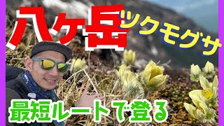 Searching for the mythical alpine plant Tsukumogusa | A day trip to Mt. Yokodake in the Yatsuga...