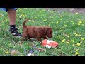 Goldendoodle dogs for sale: Benson F1b - Video 1