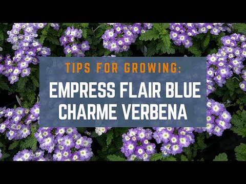 How to Grow Empress Flair Blue Charme Verbena