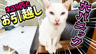 9匹の猫屋敷！お引越しでネコが大混乱！初日と１週間後の様子が違いすぎてヤバい…！