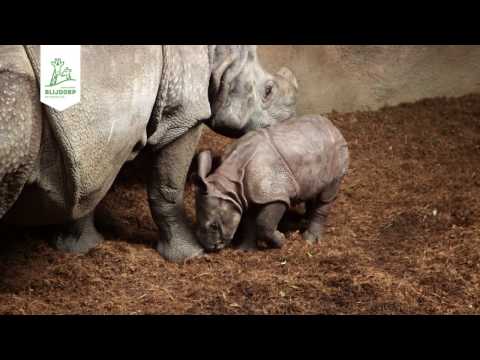 Samenvatting Blijdorp Kids College over neushoorn Namaste en haar jong