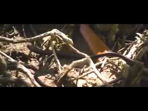 Best Snake scene from movie Roar