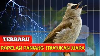 Download lagu PANCINGAN SUARA TRUCUKAN GACOR NONSTOP TANPA HENTI || cocok untuk burung bahan mp3
