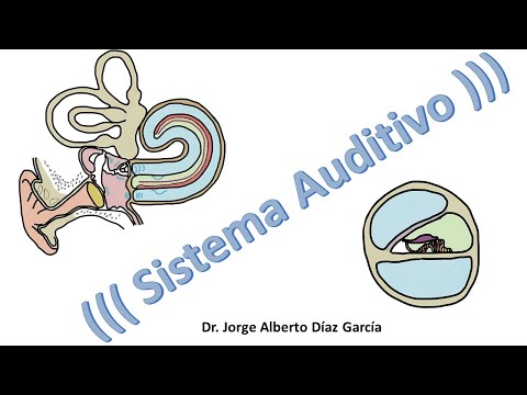Sistema Auditivo resumen