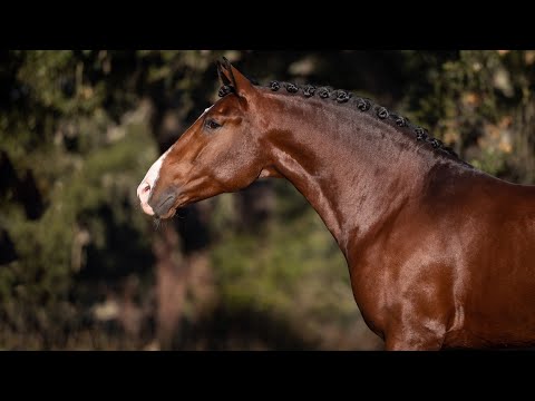 **SOLD** Head-turning piro free Lusitano stallion - AA friendly (REF#679)