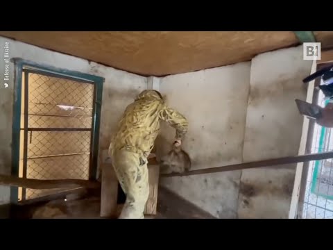 L'orsetto lavatore simbolo della resistenza ucraina