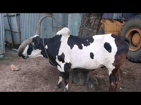 Gatluak Biel (part 1)