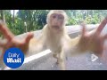 Cheeky Monkey Playfully Tries To Steal Tourist S GoPro