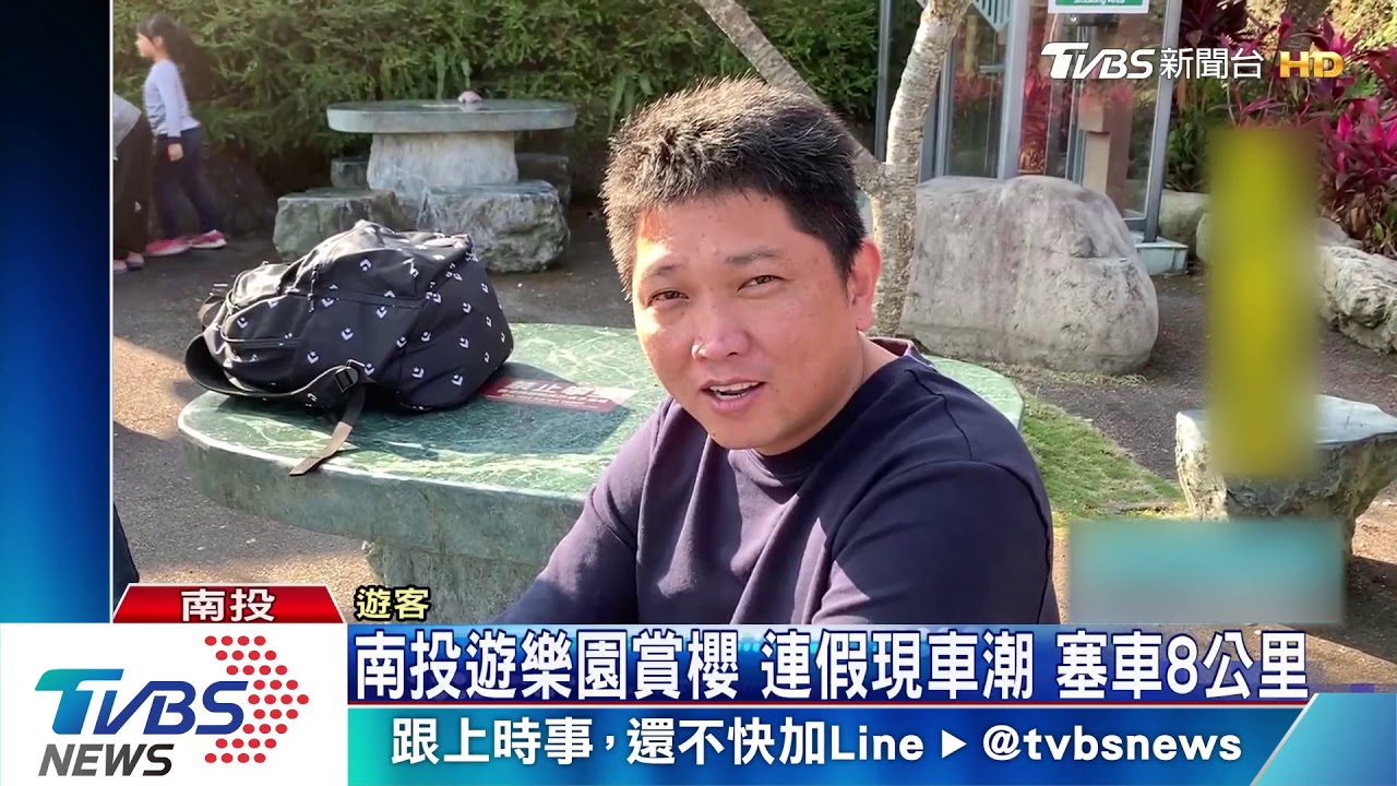 櫻花晚開、花博磁吸　泰安賞櫻人潮少3成