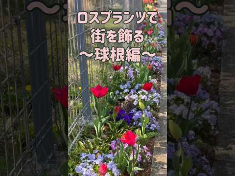 園芸 球根と根茎