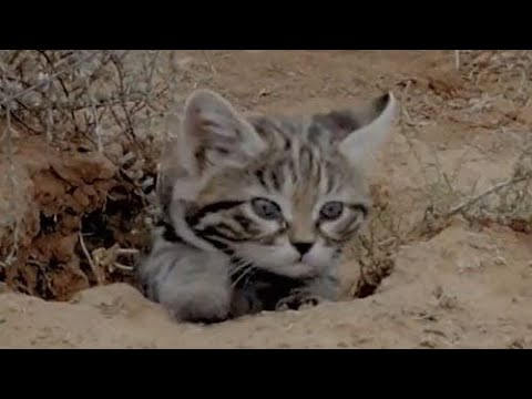 Black-Footed Cats Kill 60% Of Their Prey Making Them The Deadliest Cats