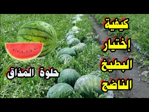 , title : 'زراعة البطيخ الأحمر كيف تميز البطيخ ناضج حلو المذاق وغير الناضج مضر بصحة'