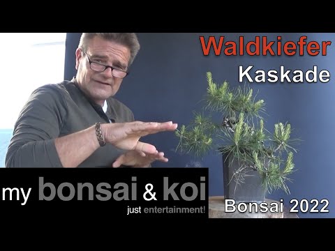 Bonsai 2022-40 - Scots pine - Pinus sylvestris - our joint project one year later