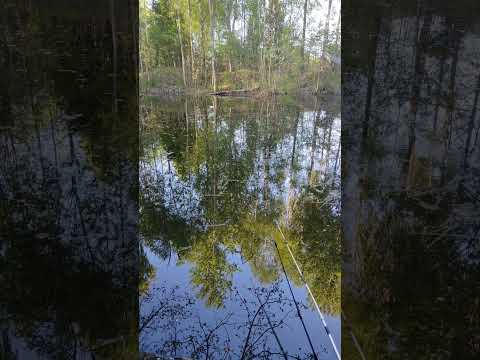 Рыбалка. Супер улов: Рыбалка, которую вы не скоро забудете!#рыбалка #суперулов #shorts