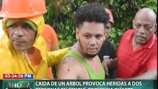 Caída de un árbol provoca heridas a dos personas en Cenoví, provincia Duarte