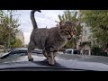 This Cute Cat Is Very Hungry So She Meows Loudly