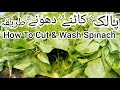How To Cut Wash Spinach Palak Ko Dhone Aur Katne Ka Tarika Clean Cut Simple Easy Cooking