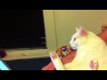 Noodle Watching Movie