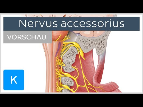 Nervus accessorius: Anatomie und Funktion | Kenhub