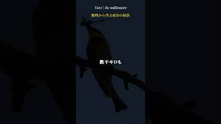 ツバメのように、飛び続ける。