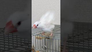 今日も水浴びをしました🛁 一生懸命お手入れ #文鳥