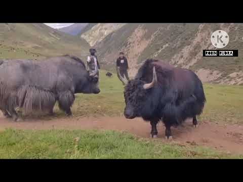 Best animals fight video | Bull fight video | Indian Gaur fight Video | Yak fight video #bull #yak