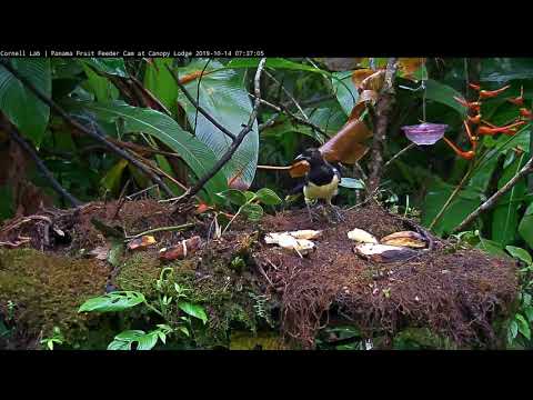 Chestnut-headed Oropendola And Some Black-chested Jays Take Turns Eating Breakfast - Oct 14, 2019