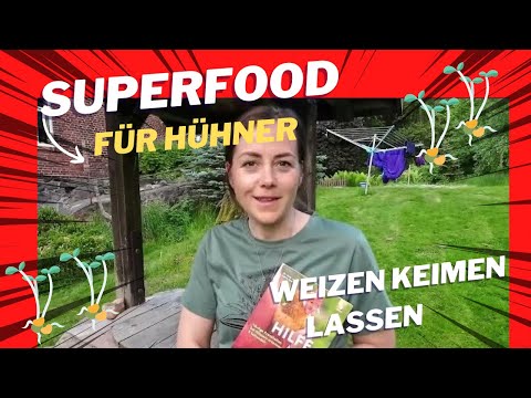 Weizen keimen - Das Superfood für Hühner
