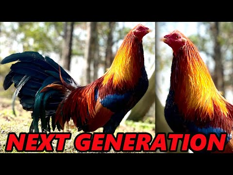 Next Generation Farm DUSTIN MURPHY Kirkland Cecil’s Kelso Grey