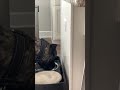 Cane Corso Wipes his mouth after drinking #canecorso #dog #pet #dogbreed #mastiff #cute
