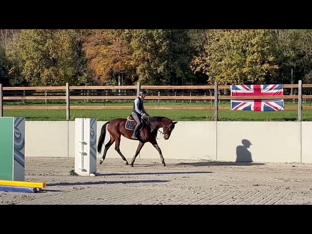 Magnifique jument kwpn de 5 ans +-1m70