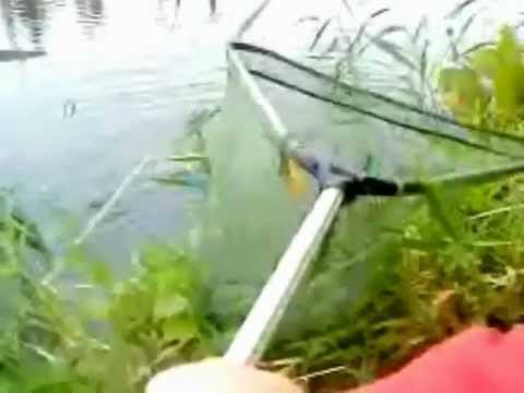 Pecanje kecige na glistu