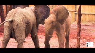 preview picture of video 'Das Elefantenwaisenhaus in Sambia II - Station und Pflege - Eine Slideshow mit Video'