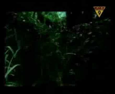 AGNELLI & NELSON EL NINO