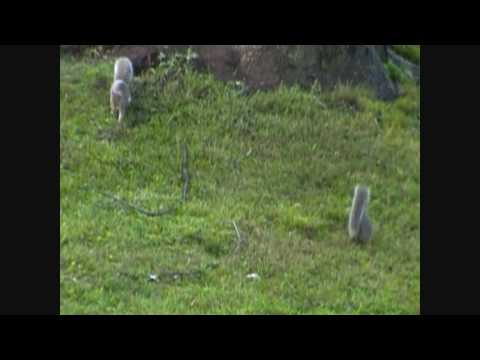 Squirrels!(Squirrels Squirrels Squirrels song too)