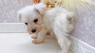 ミニチュアシュナウザーの動画01