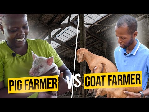 A Day In The Life Of A Pig Farmer VS Goat Farmer