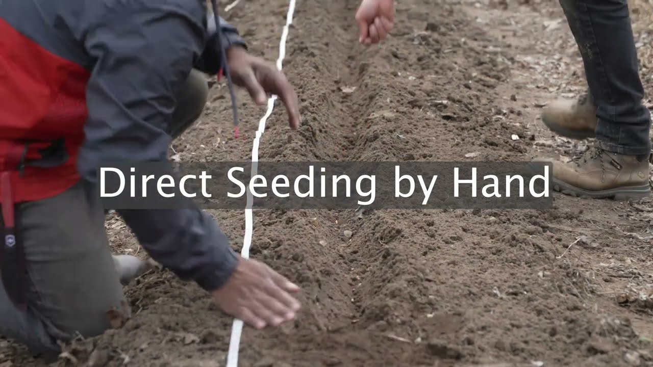 Direct Seeding by Hand