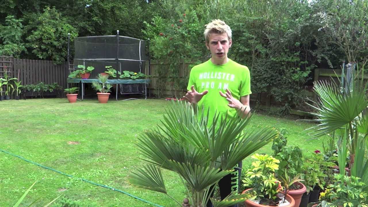 How to plant palm trees in pots? Tipseri
